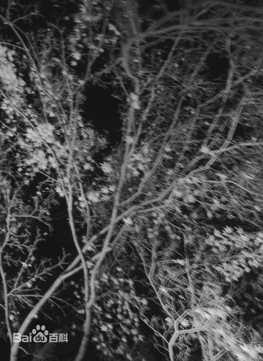 张罗平风景作品前后照片