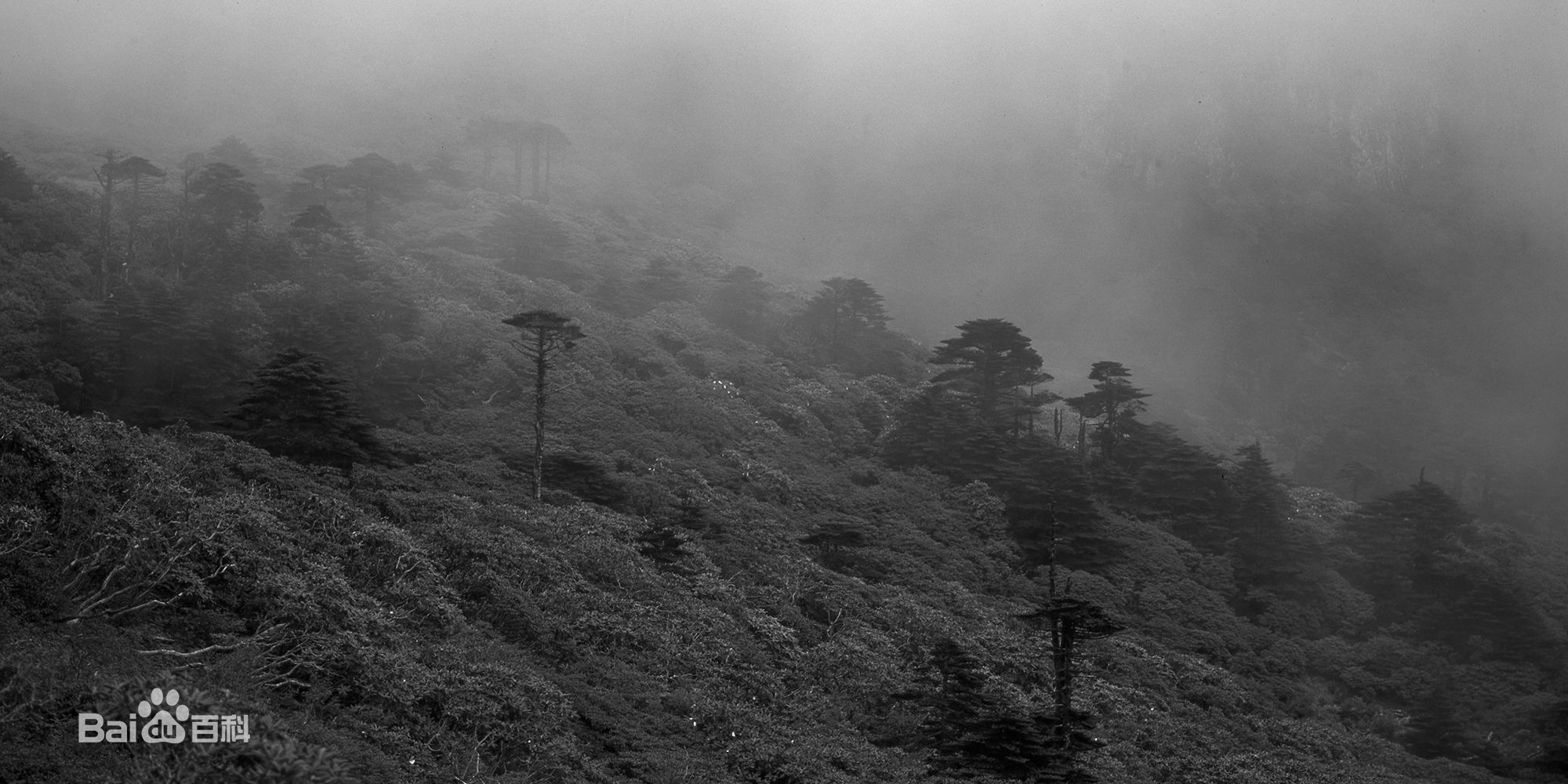 张罗平风景作品前后照片