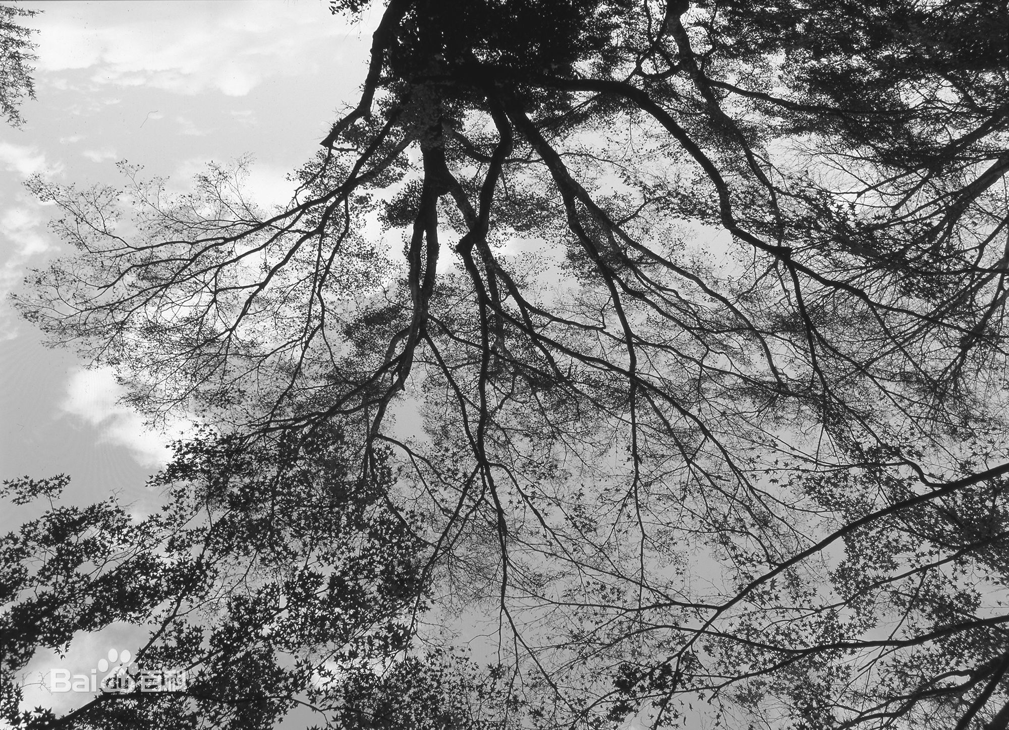 张罗平风景作品前后照片