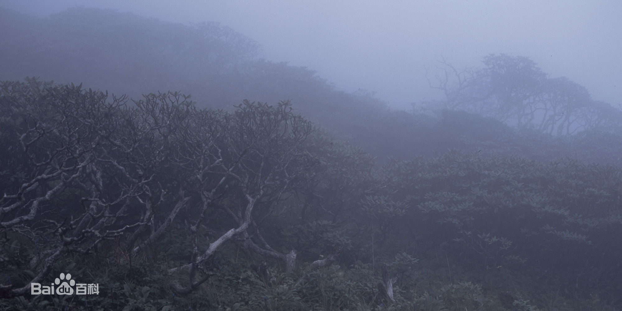 张罗平风景作品前后照片