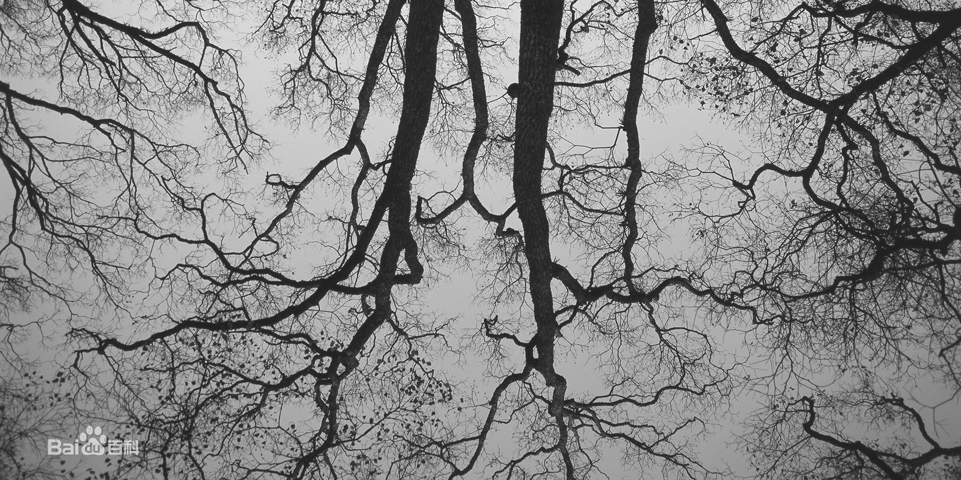 张罗平风景作品前后照片