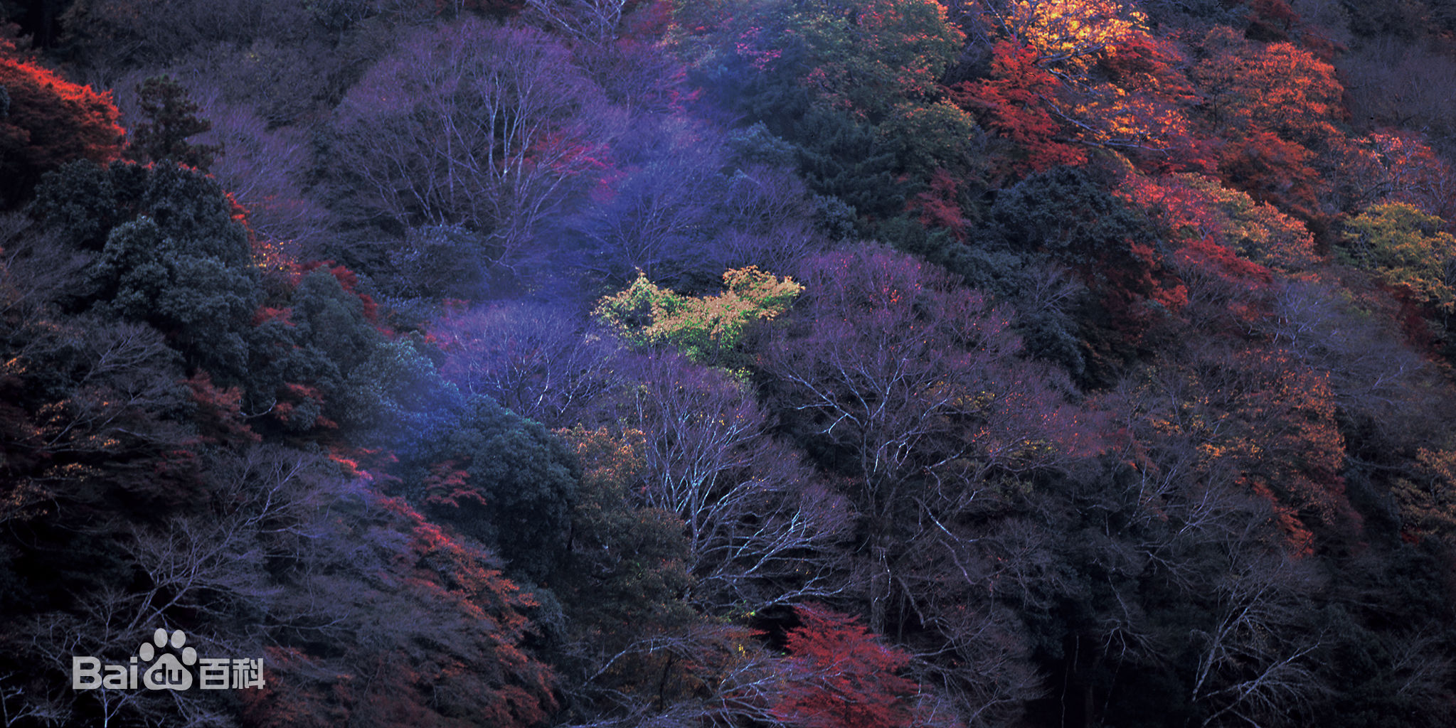 张罗平风景作品前后照片
