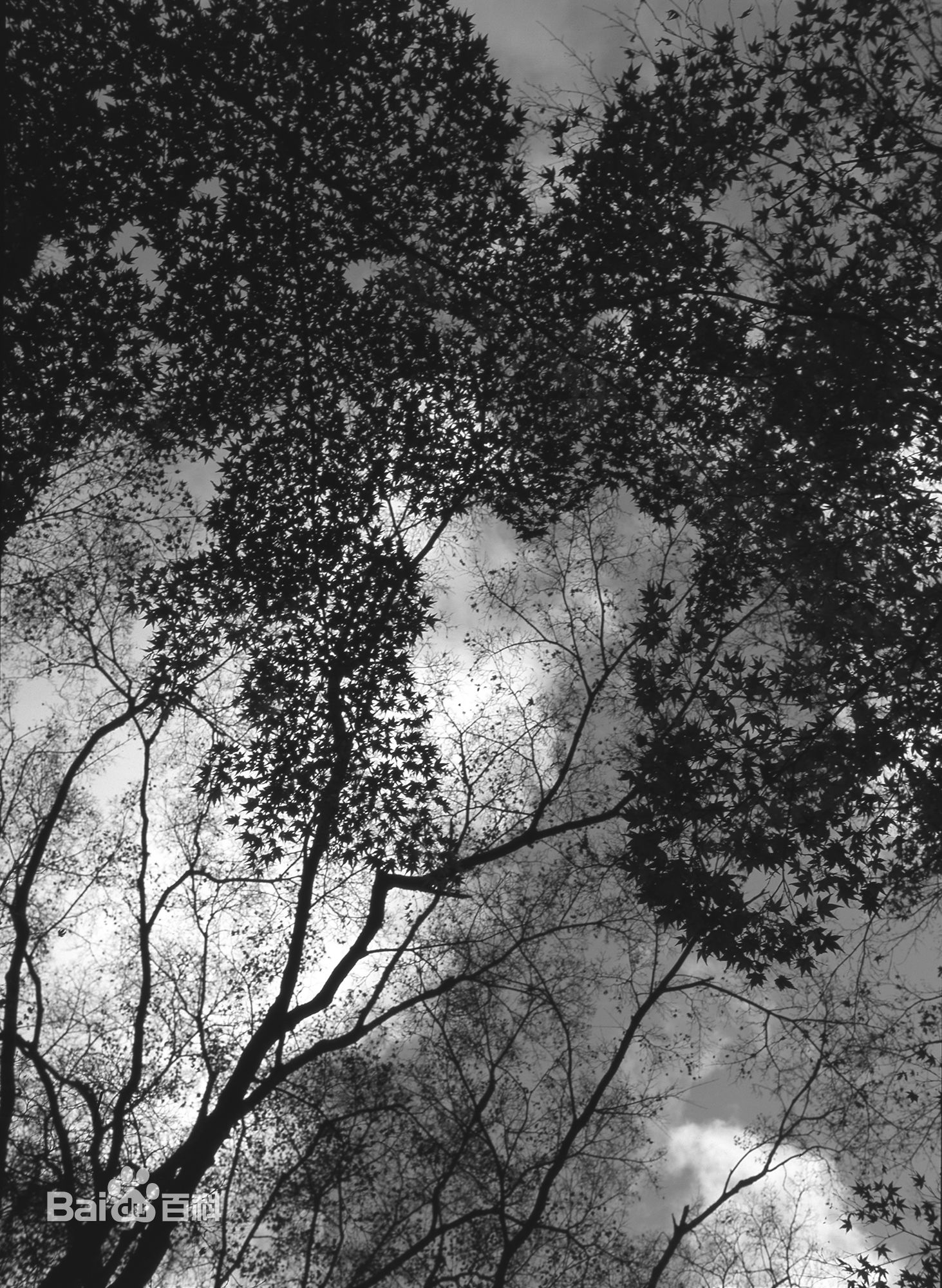 张罗平风景作品前后照片