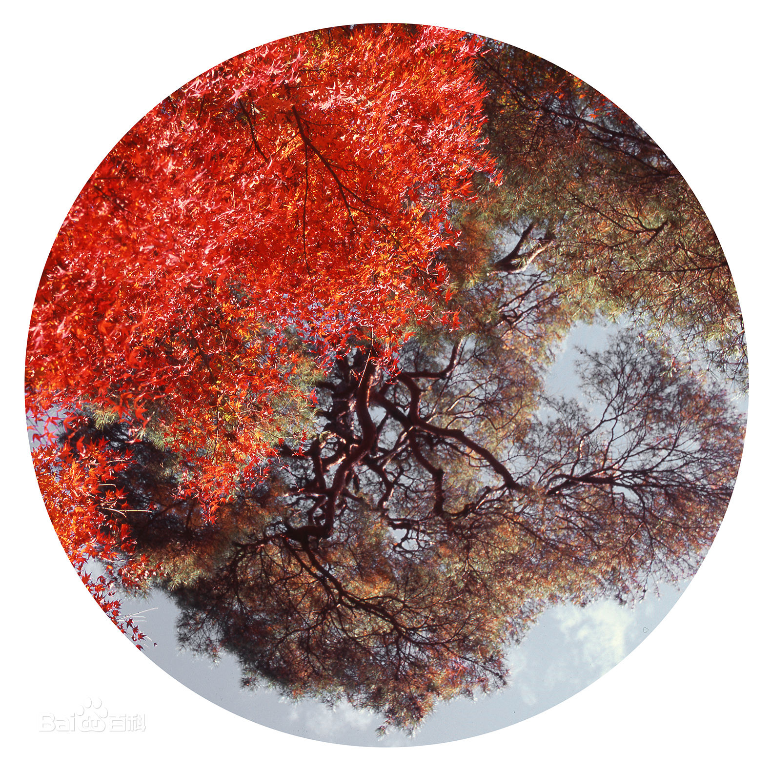 张罗平风景作品前后照片