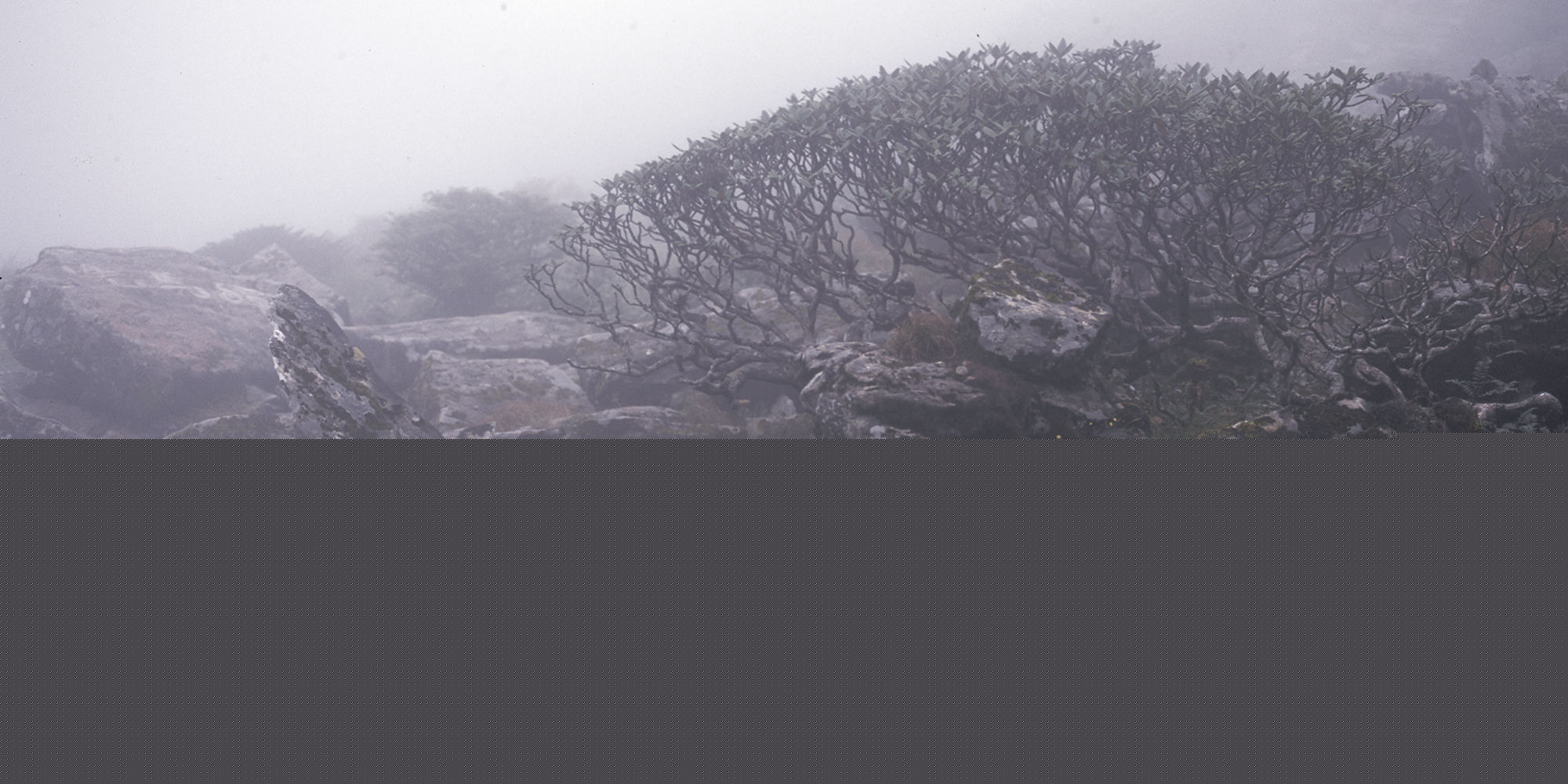 张罗平风景作品前后照片