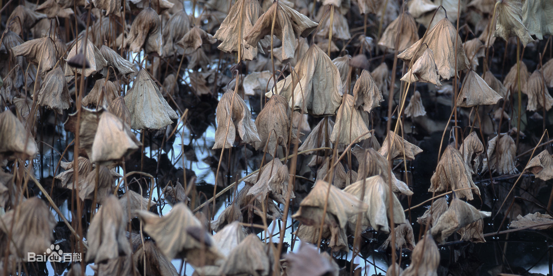 张罗平风景作品前后照片