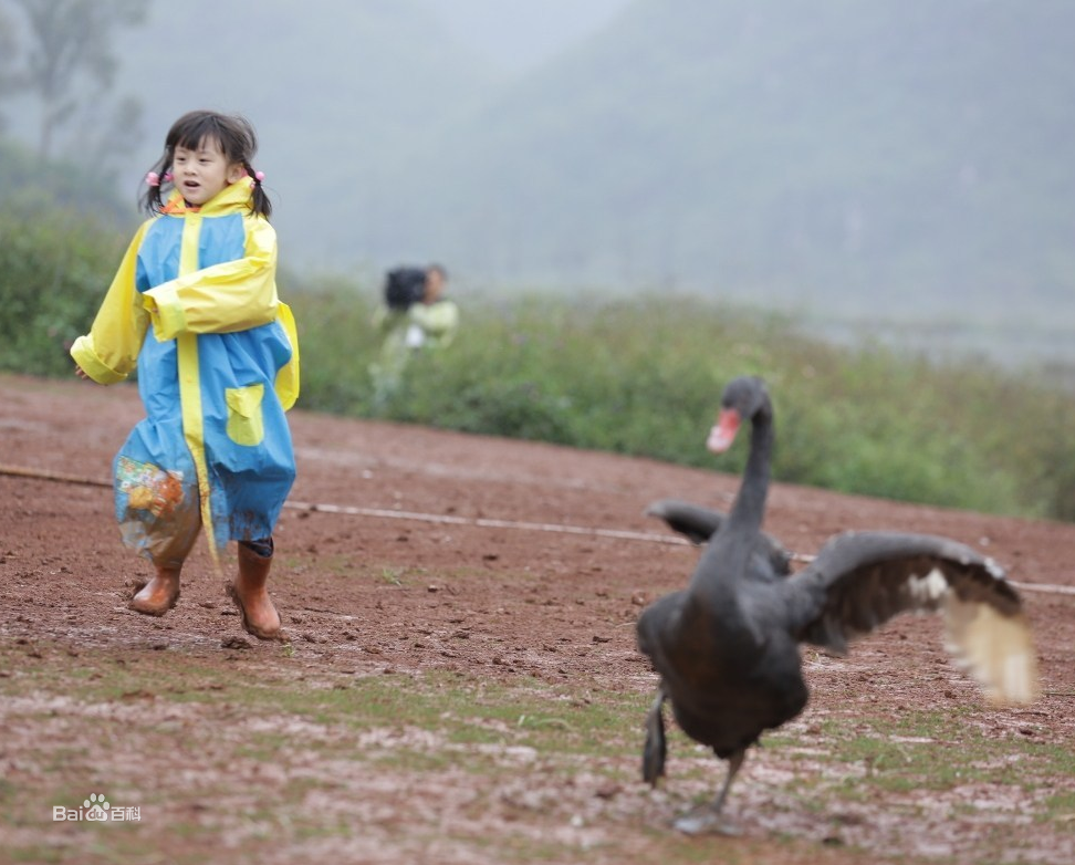 田雨橙(Cindy)可爱的森碟壁纸壁纸