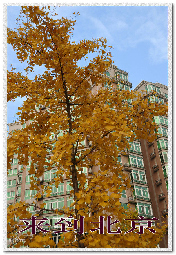 高清张汇仓(Chris)图片