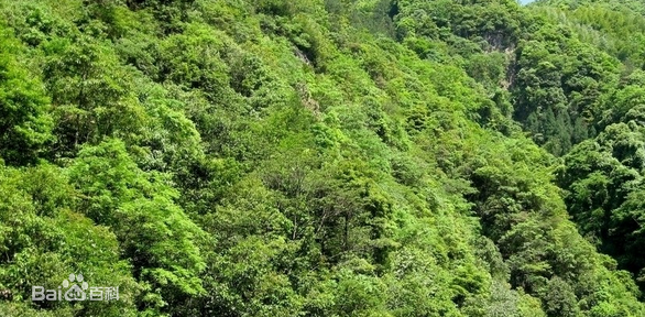 最优质井冈山(Jing Gangshan)生活照