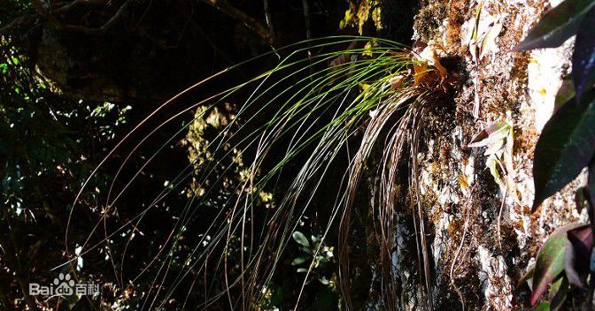 井冈山(Jing Gangshan)笔架山风景素颜照相册
