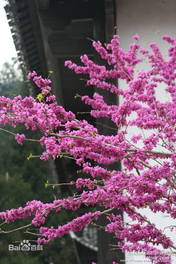 最新井冈山(Jing Gangshan)壁纸