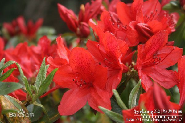 最新井冈山(Jing Gangshan)壁纸