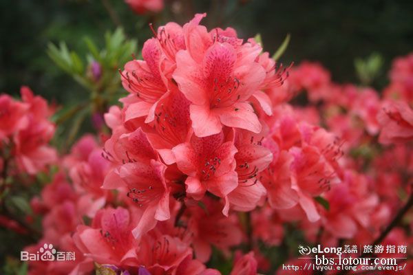 最新井冈山(Jing Gangshan)壁纸