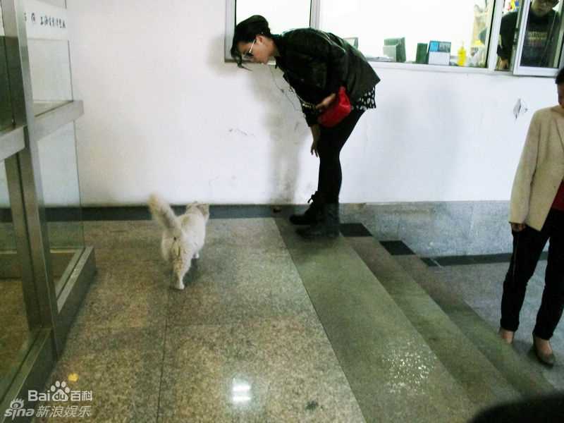 最新张静初(Zhang Jingchu)精彩图册