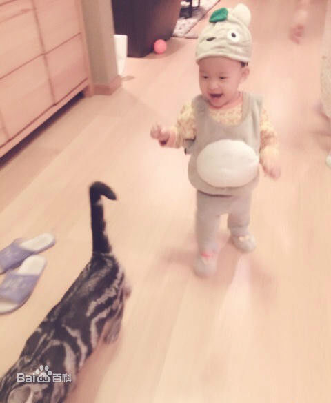 姚晨(Yao Chen)和儿子图册