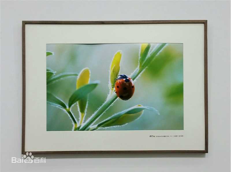 胡歌(Hugh)歌行云南摄影展图片图册