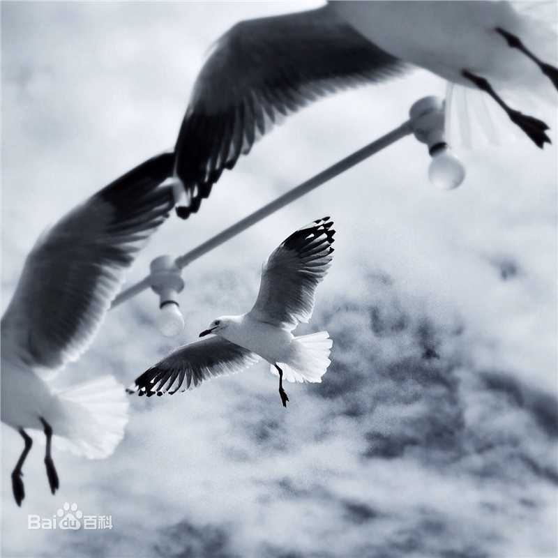 最新胡歌(Hugh)壁纸