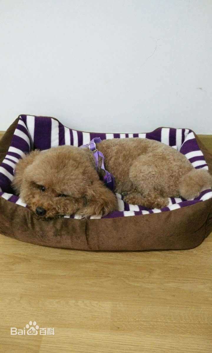 杨紫(Andy)宠物壁纸壁纸