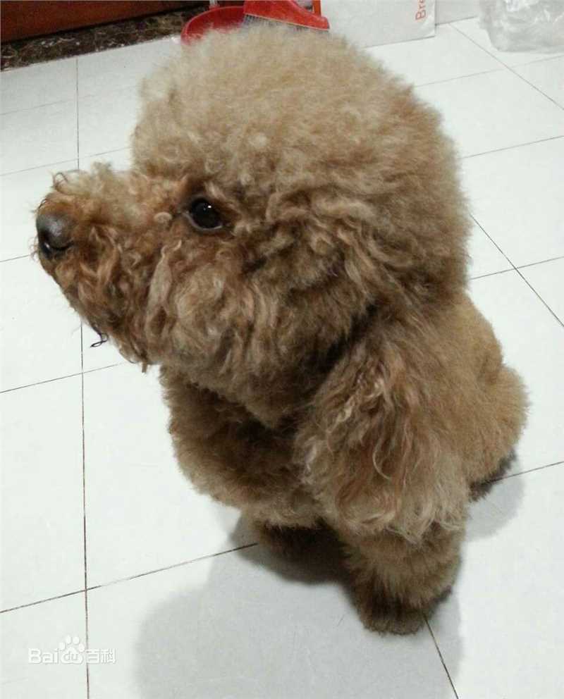 杨紫(Andy)宠物壁纸壁纸