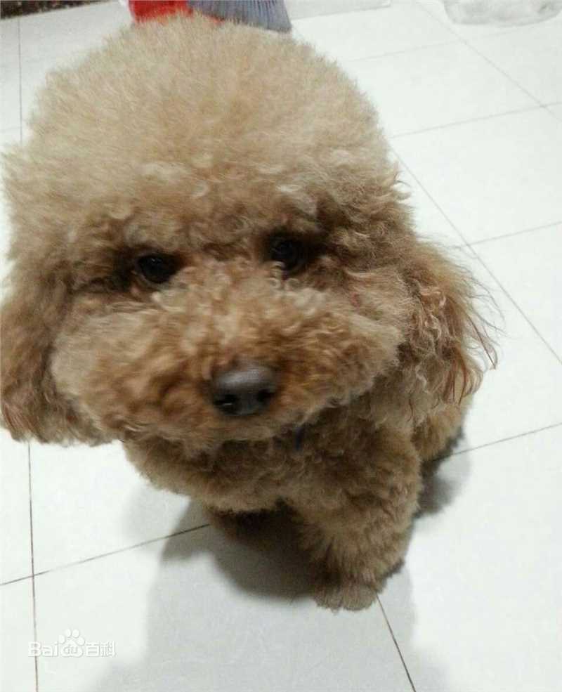 杨紫(Andy)宠物壁纸壁纸