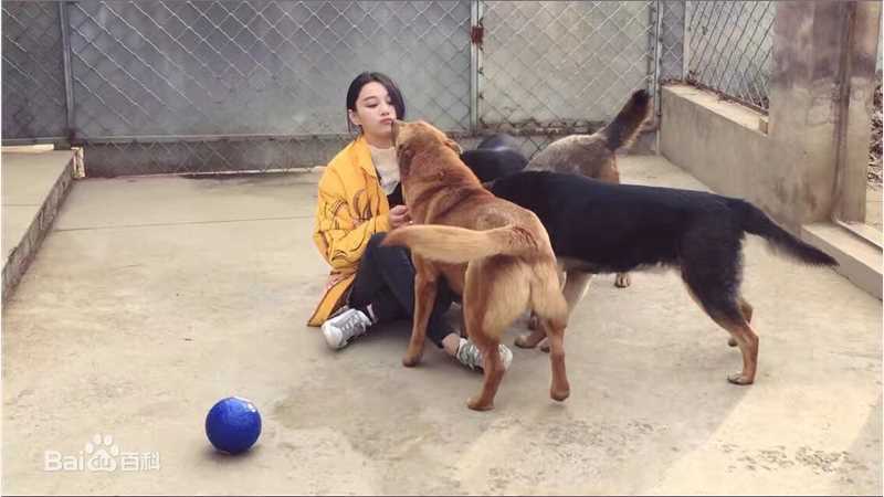 张馨予(Viann)奇兵神犬前后照片