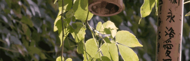 卓依婷(Timi Zhuo)前后照片