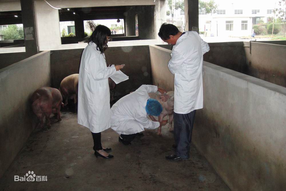 林扬明(Mat)扬明图册