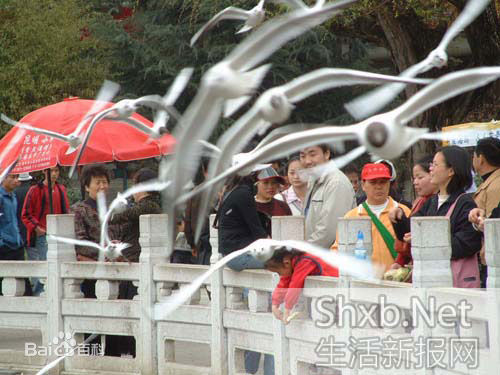 林扬明(Mat)扬明图册