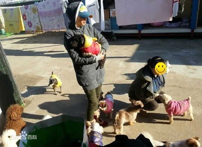 赵伦熙(，Cho Youn Hee)赵允熙热爱动物壁纸壁纸