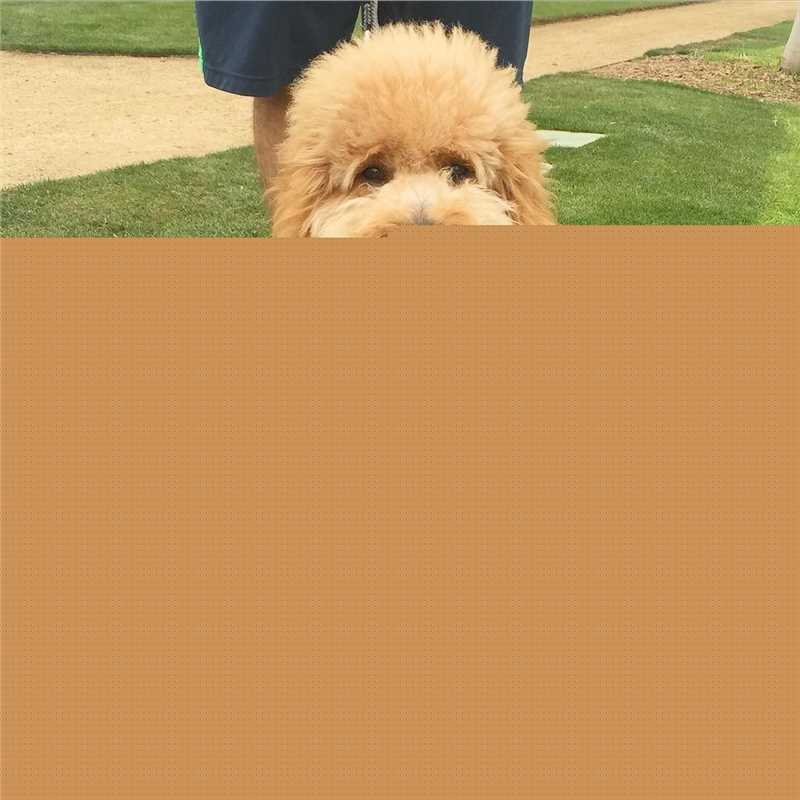 克莱尔·霍尔特(Claire Holt)生活壁纸壁纸