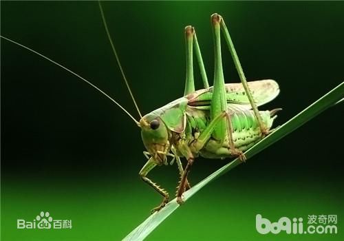 精选绪形拳(おがた こぶし)