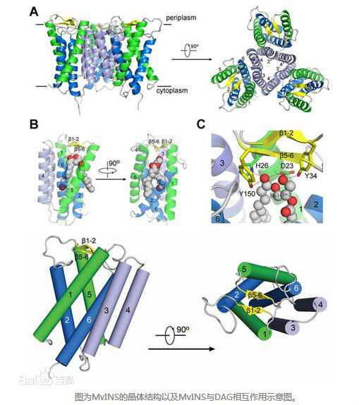 最优质颜宁(Nieng Yan)生活照