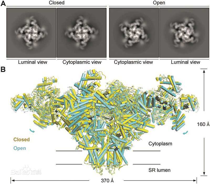 最优质颜宁(Nieng Yan)生活照