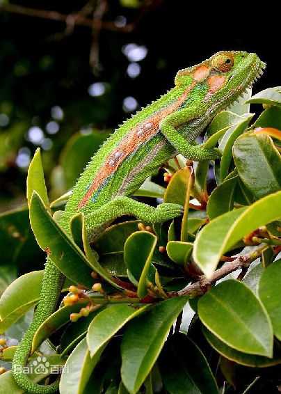 精选关伟伦(Kwan Wai Lun)