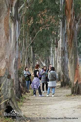 最全卢镇业(Siuyea Lo)壁纸