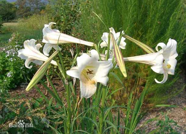 丁力祺(Leo)前后照片