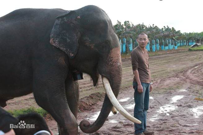 杜子名《最后一头战象》高清剧照