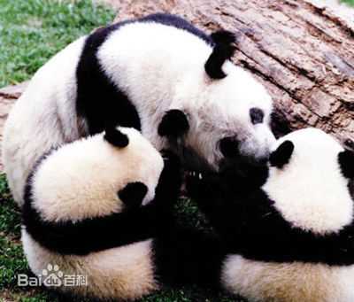 最全福娃晶晶壁纸