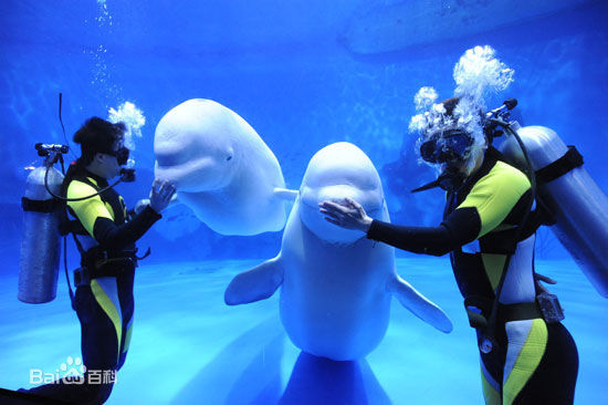 最新王燕阳性感图片