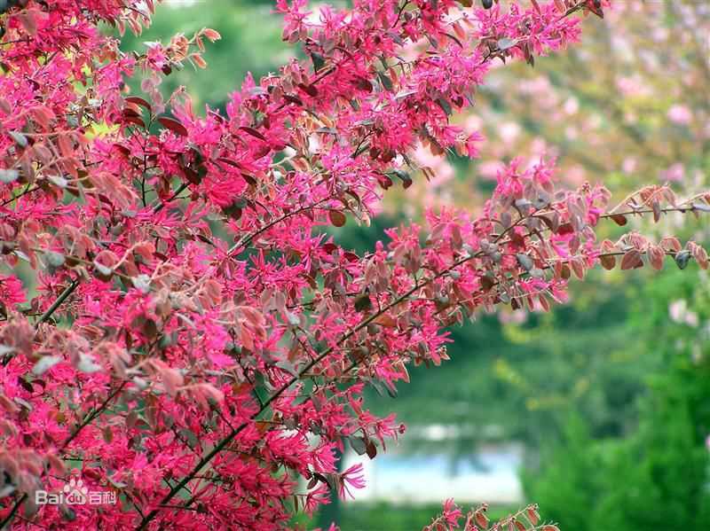 高清赵抒音图片