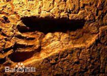 精选王增奇图片