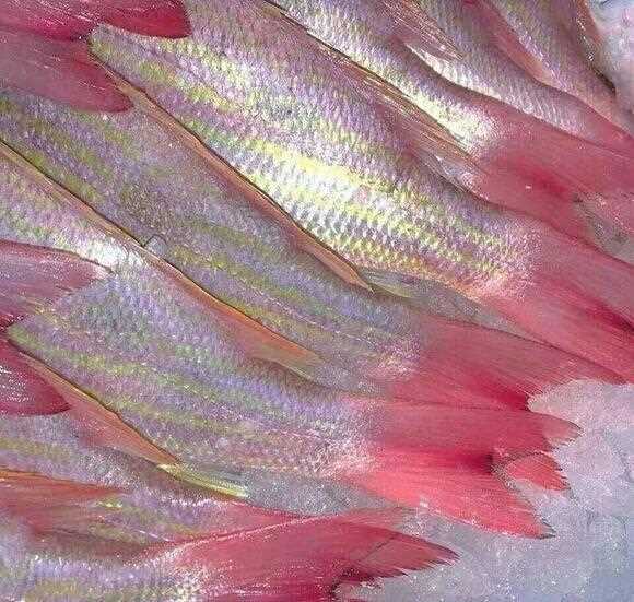 优质唯美时尚静物摆拍意境艺术图片大全图片