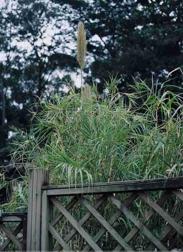 特别专辑篮球鲍贝梦心玥艳红嫩粉大长腿大胆图片图片
