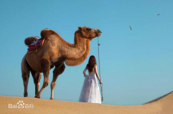 柳岩(Ada)2014活动照图册前后照片