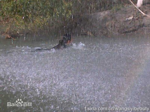 王思懿(Brenda)参演电影作品（2003-2010）壁纸壁纸