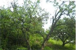 杨梅树壁纸壁纸