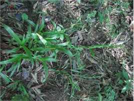 杨梅地壁纸壁纸