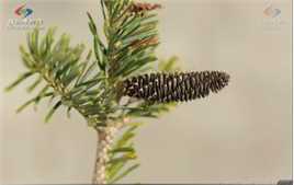 冷杉臭壁纸壁纸