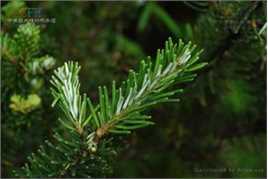 冷杉果植物形态-苍山性感图片壁纸