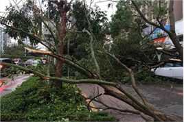 台风天鸽(Typhoon Hato)强重创珠海素颜照相册